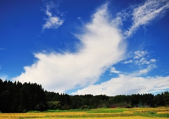 のびやかに秋の雲行く