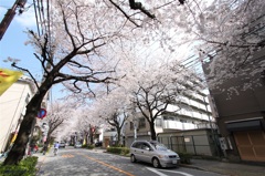 商店街の桜並木3