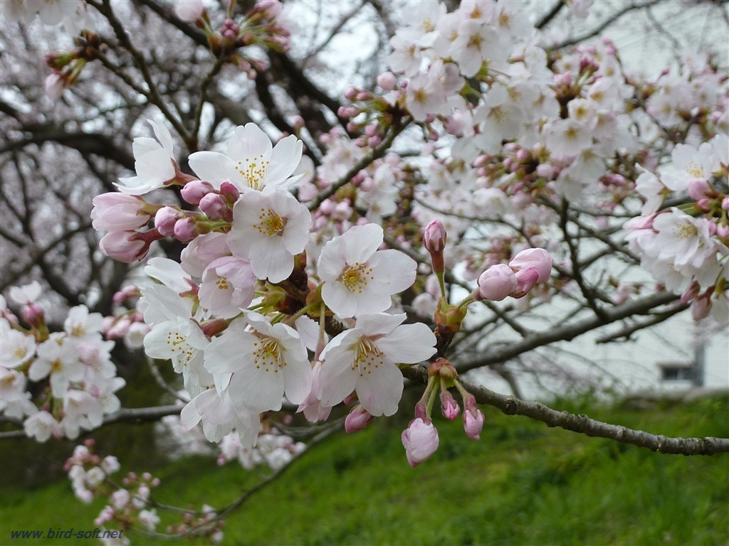 緑と桜２