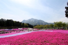 芝桜と武甲山