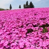 芝桜の絨毯