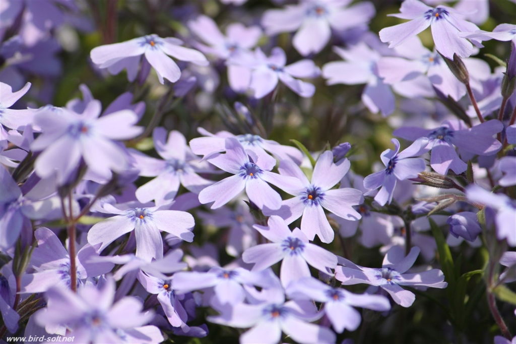 芝桜