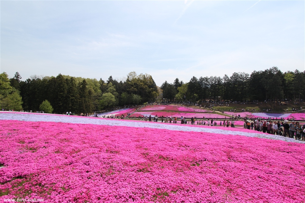 芝桜の丘