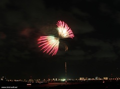 夜空に舞う蝶