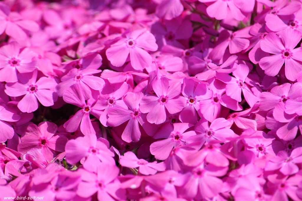 芝桜