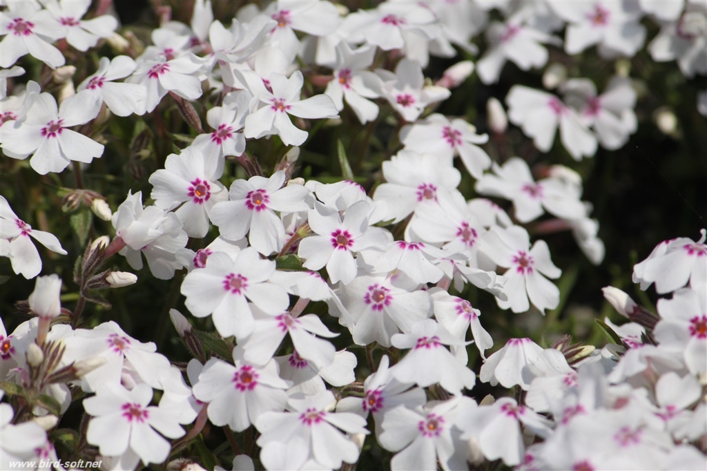 芝桜
