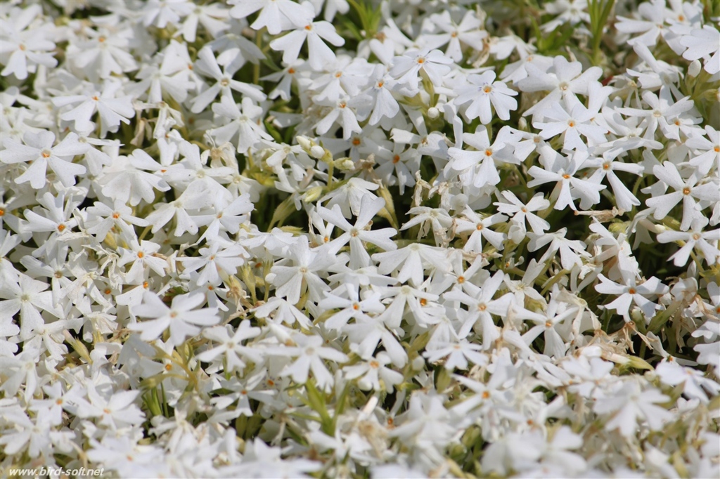 芝桜