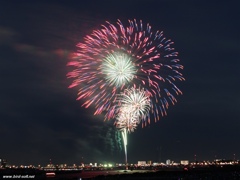 夜空に咲く大輪