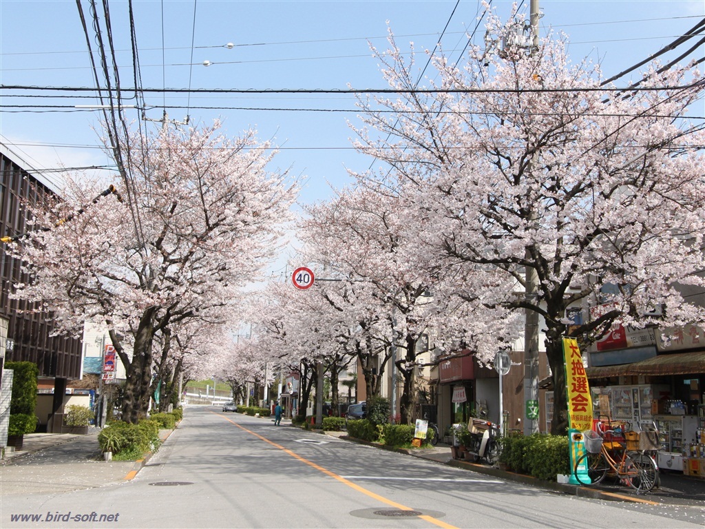 商店街の桜並木