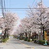 商店街の桜並木