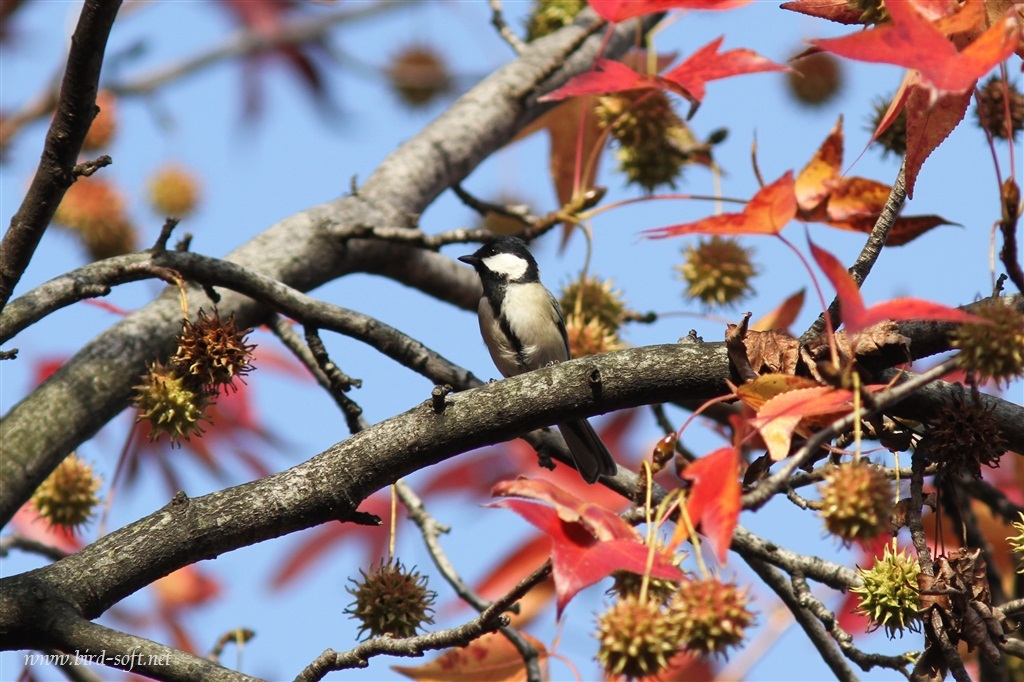 紅葉の中で