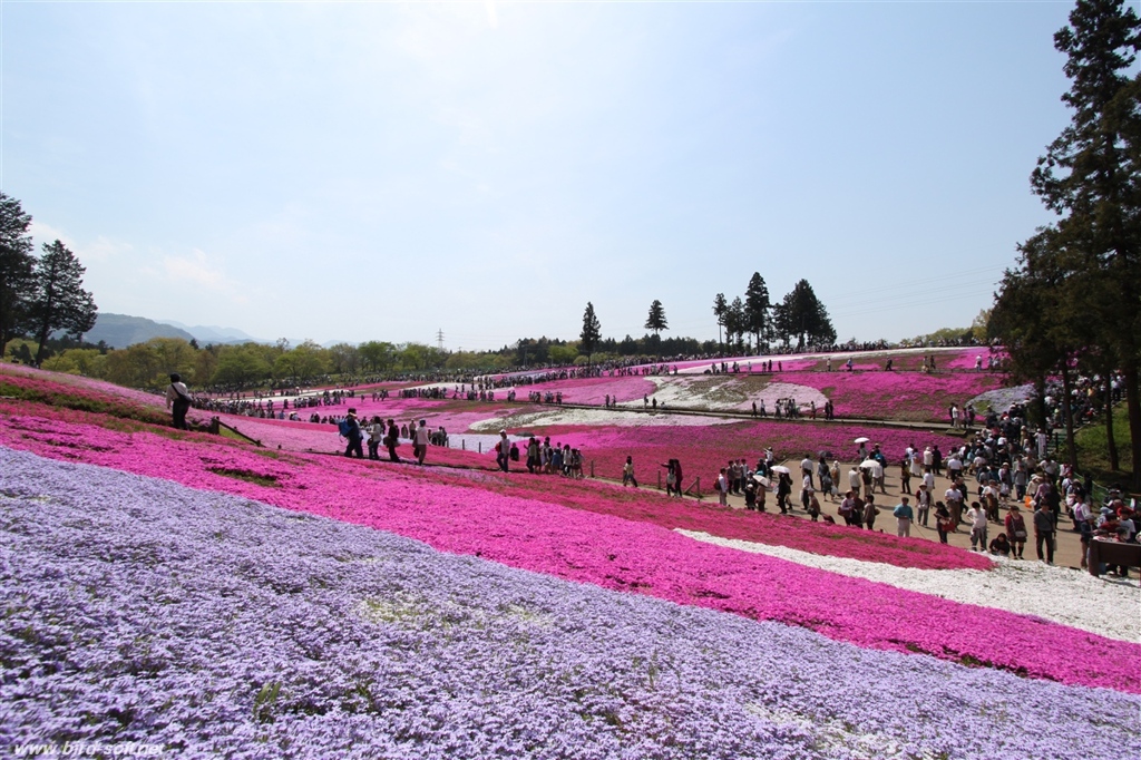 芝桜の丘