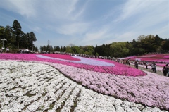 芝桜の花模様