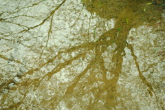 水面に映る桜の木