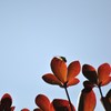 共存