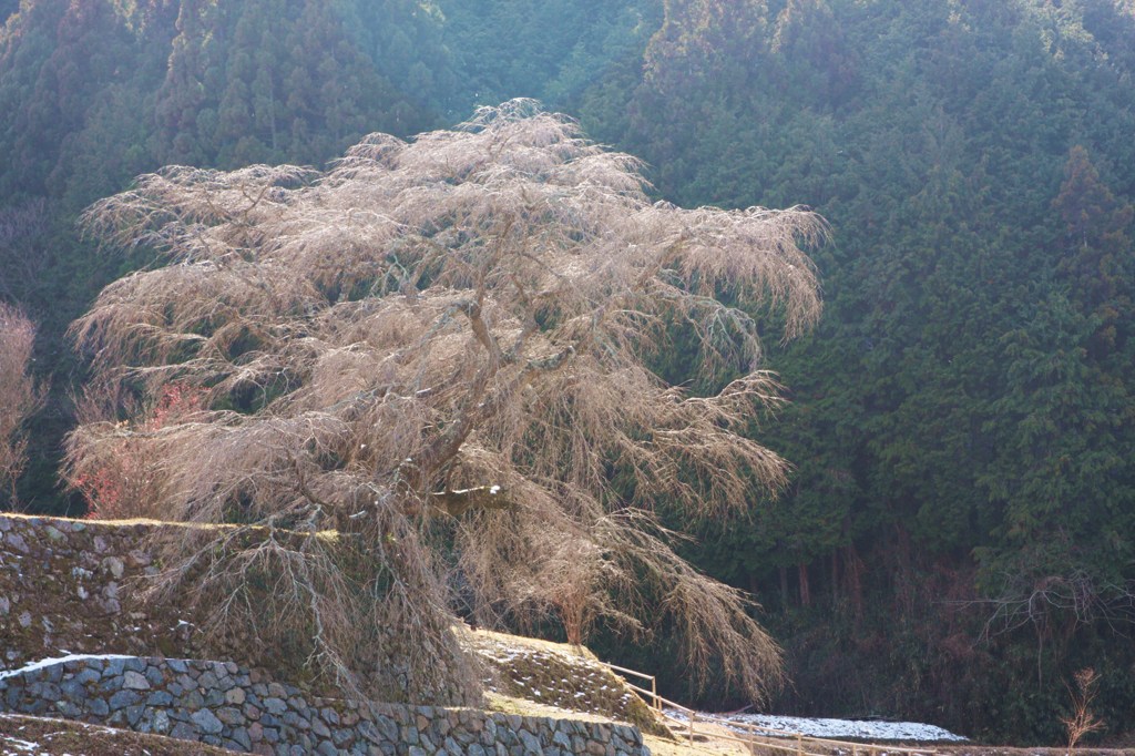 又兵衛桜