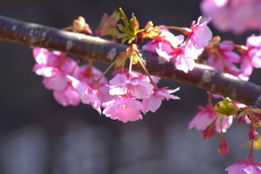 河津桜