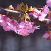 河津桜