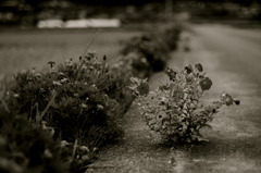 Flower in roadside