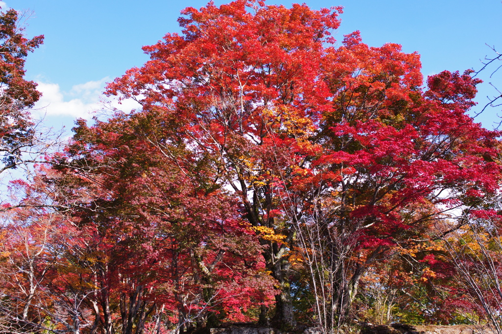 岡城址のモミジ2