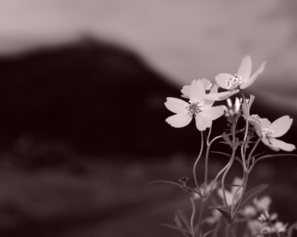 Wintercosmos test04