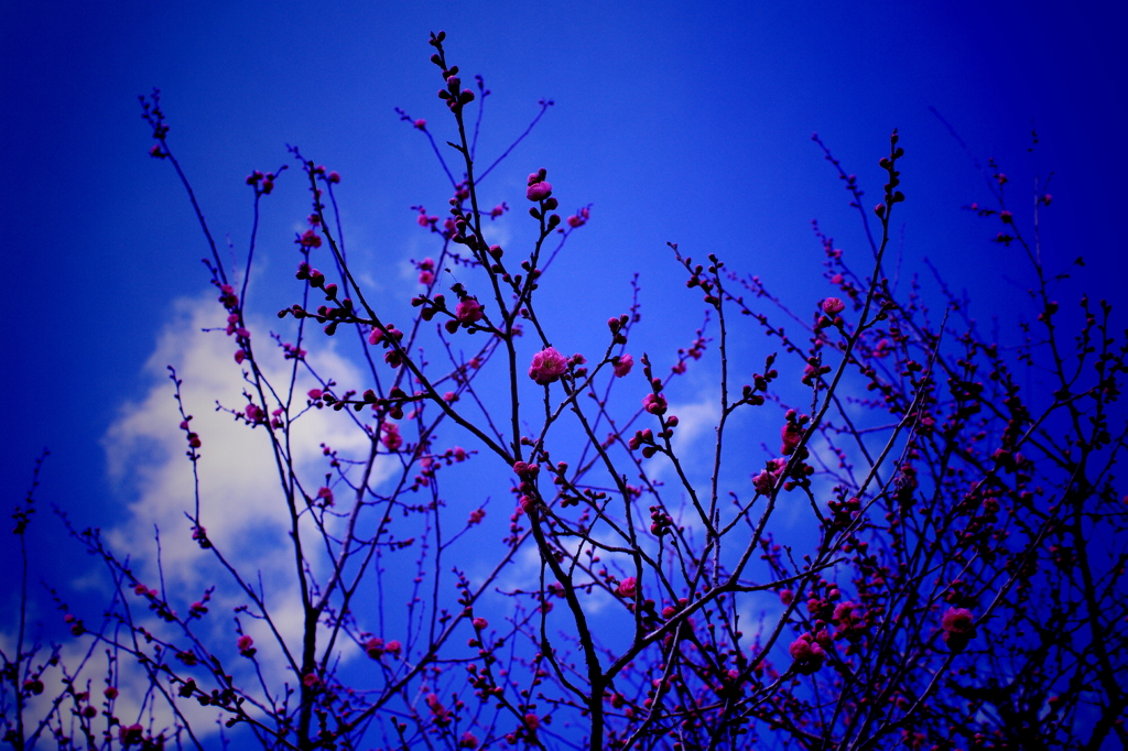 梅の花