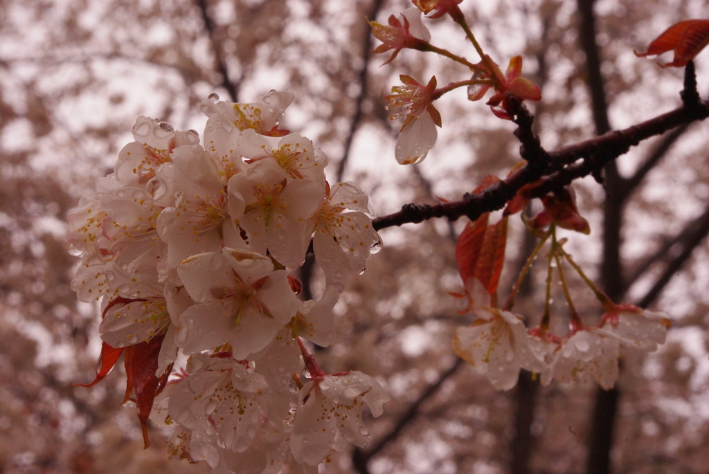 魚見桜