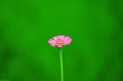 花一輪