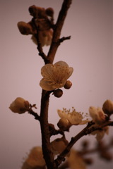 梅の花