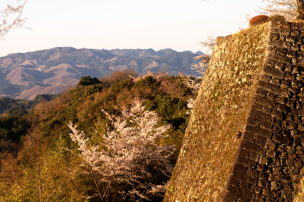 桜色06
