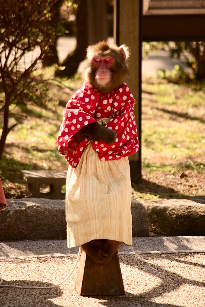 のほほんおさるさん