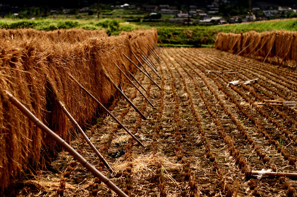 Rural scene 03