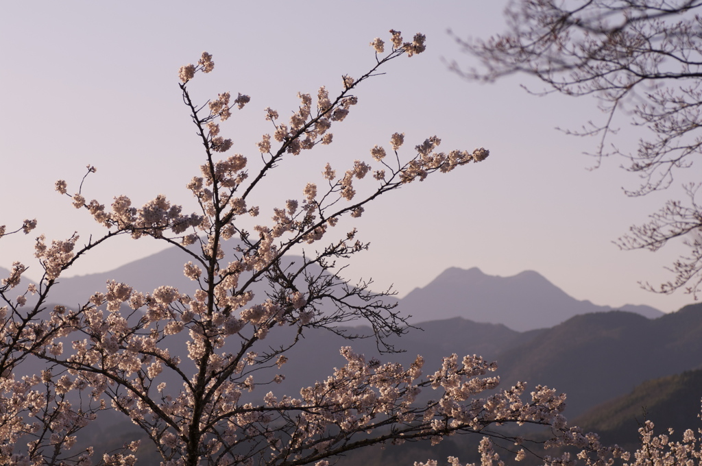 桜色10