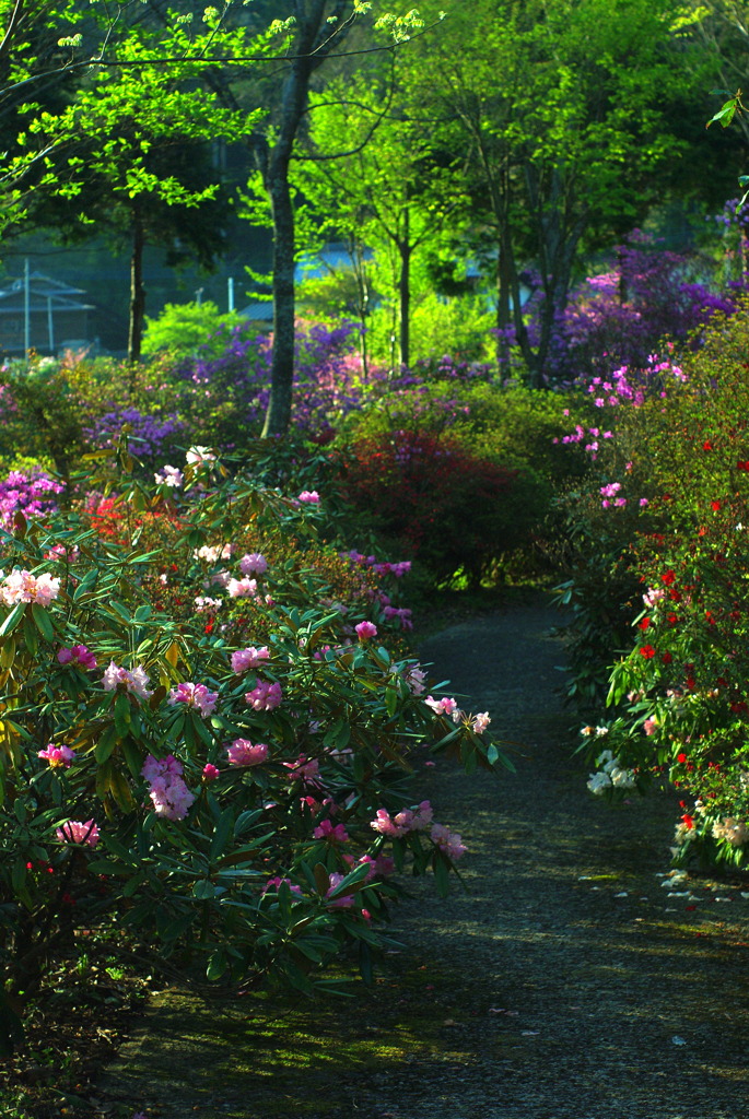 花の散歩道