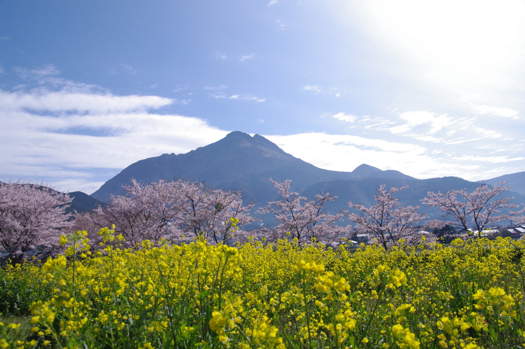 由布岳の春