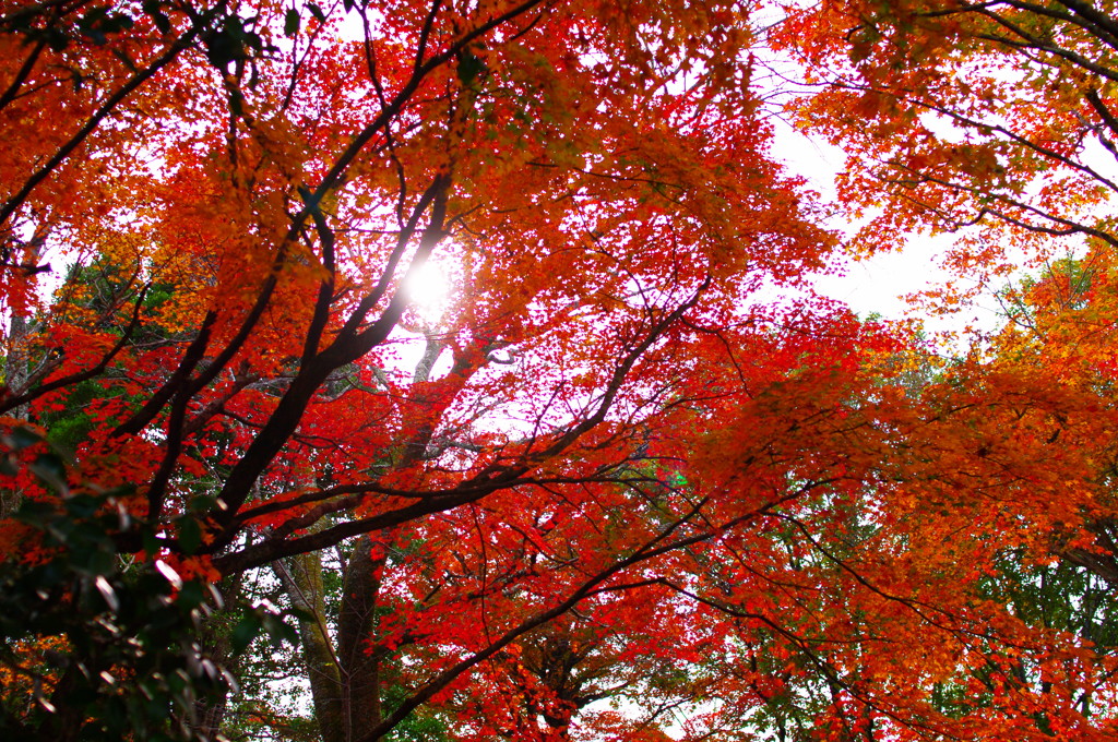 紅葉のいざない