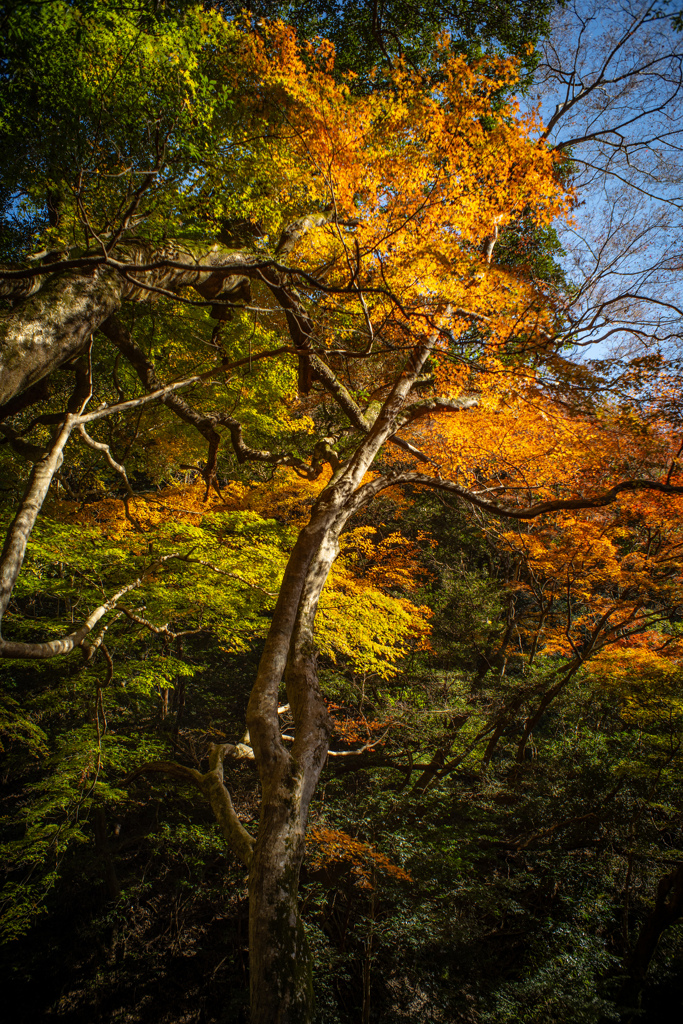 老木と紅葉と