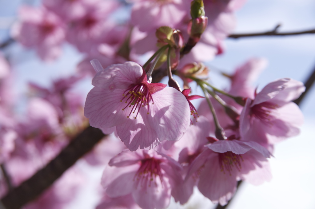 桜