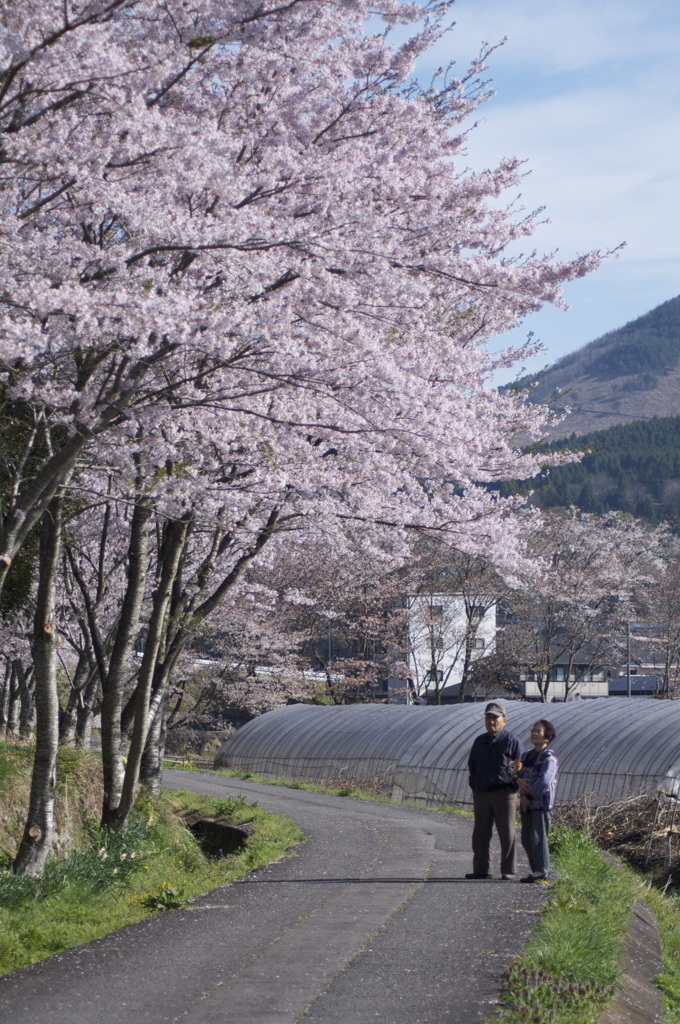 桜の季節