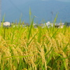 稲刈りの季節