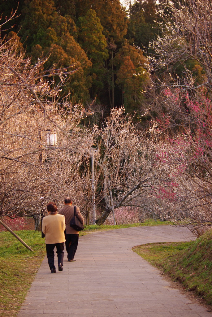 吉野梅園