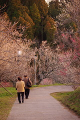 吉野梅園