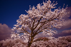 雪桜