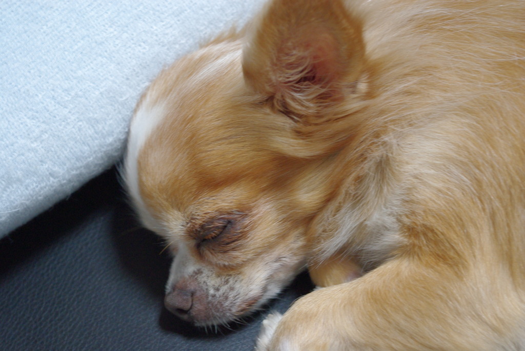 Zzz…