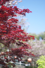 春なのに紅
