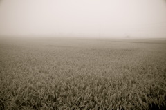 Rural scene 01