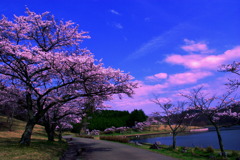 湖畔の桜2