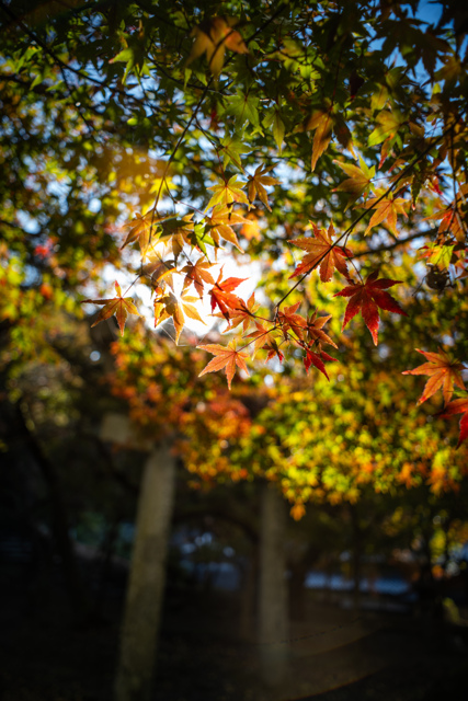 逆光の紅葉