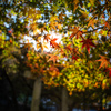 逆光の紅葉