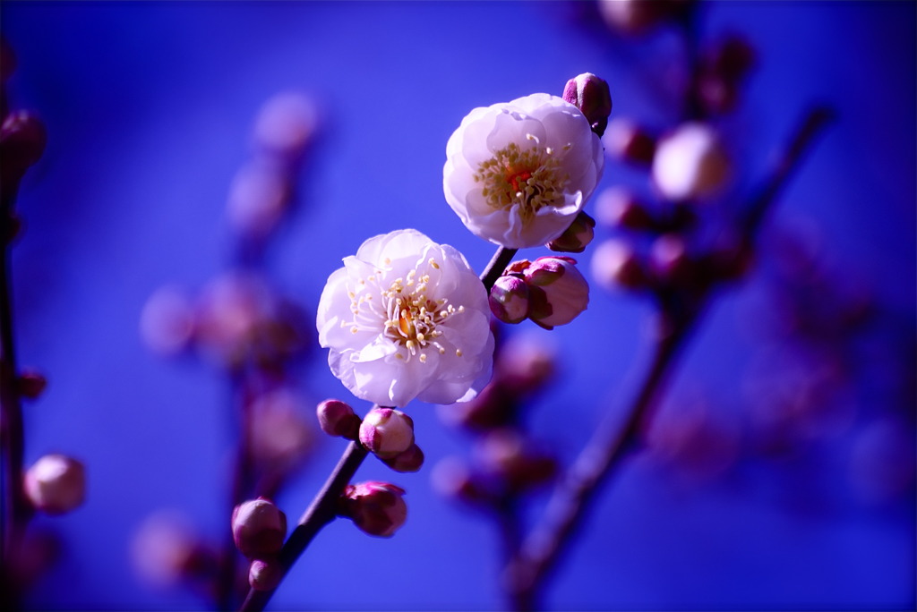 梅開花